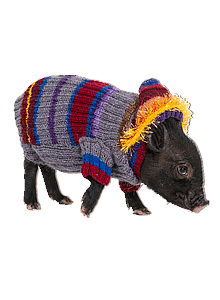 Минипиг Вася